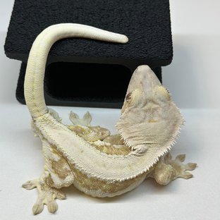 릴리100%헷아잔틱 솔리드백