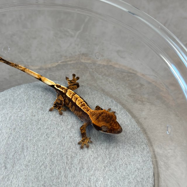 100%헷아잔틱 카푸치노