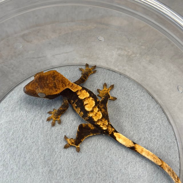 100%헷아잔틱 카푸치노