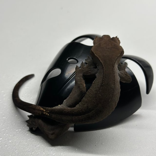 챠콜 팬텀 카푸치노