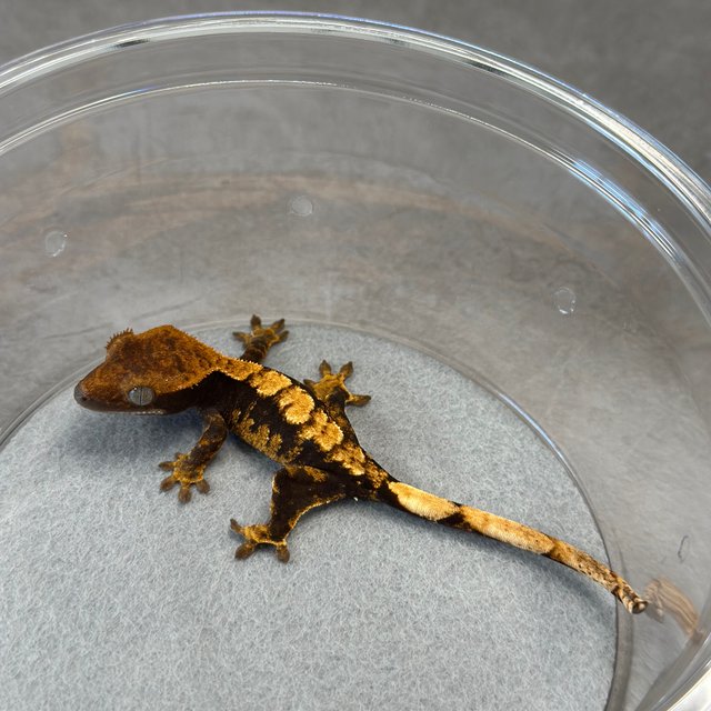 100%헷아잔틱 카푸치노