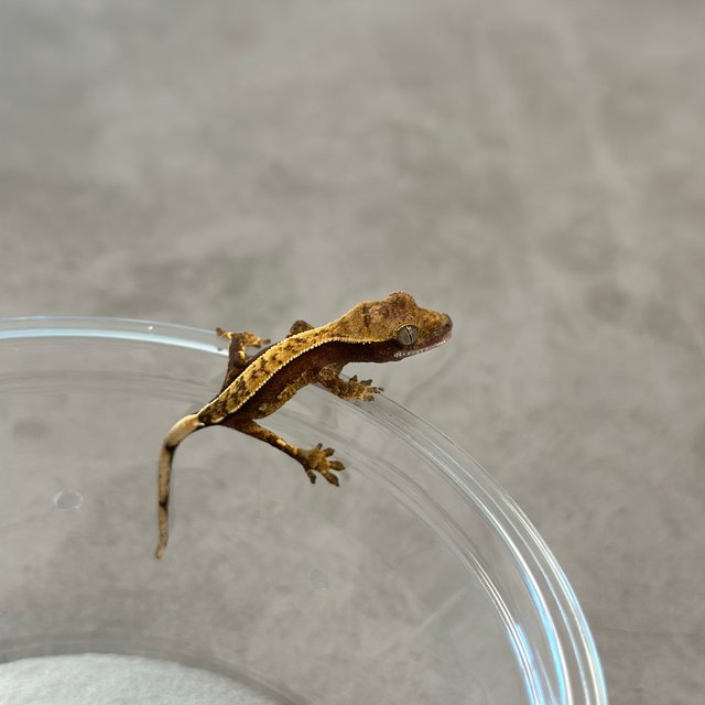 100%헷아잔틱 카푸치노