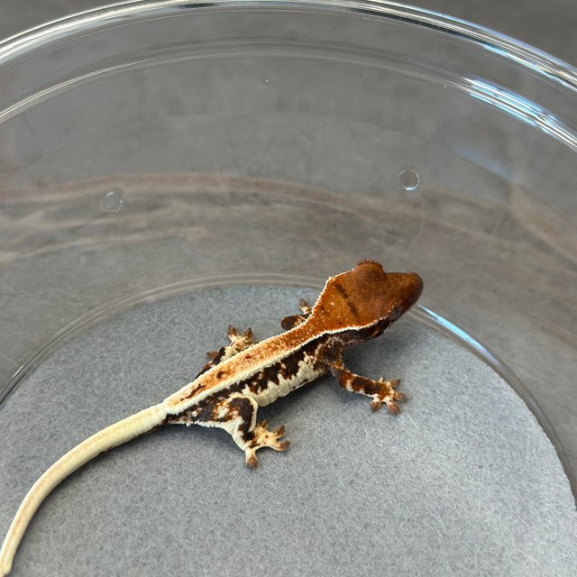 릴리100%헷아잔틱