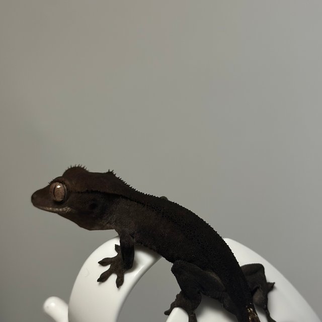 챠콜 팬텀 카푸치노