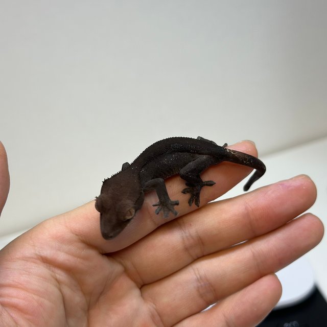 챠콜 팬텀 카푸치노