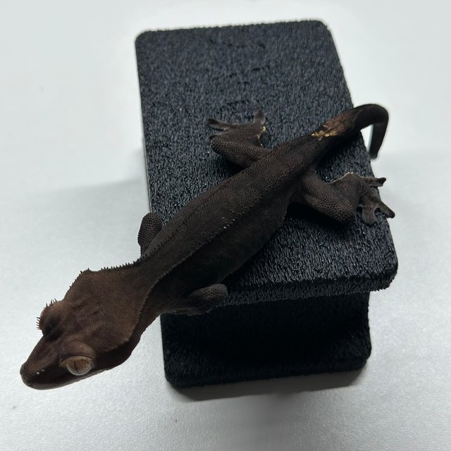 챠콜 팬텀 카푸치노