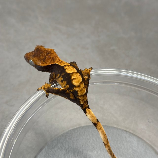 100%헷아잔틱 카푸치노