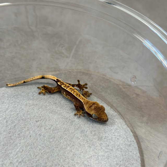 100%헷아잔틱 카푸치노