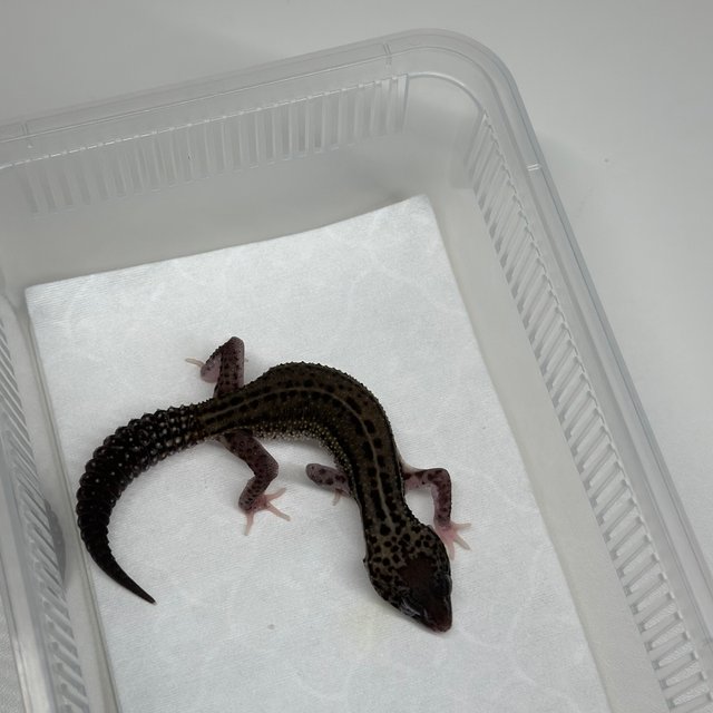 블랙나이트 스노우 이클립스