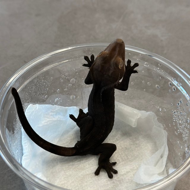 챠콜 팬텀 카푸치노