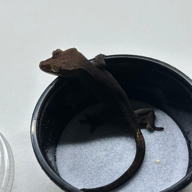 챠콜 팬텀 카푸치노