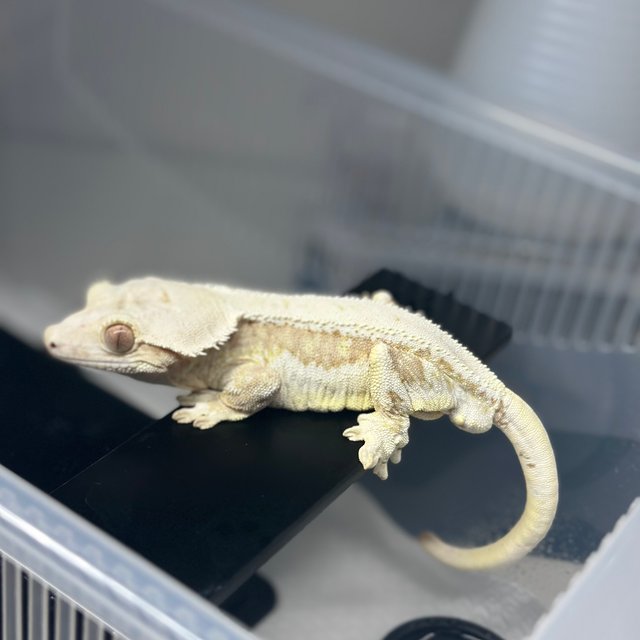 릴리100%헷아잔틱 솔리드백