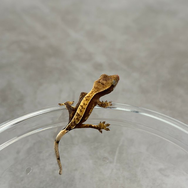 100%헷아잔틱 카푸치노