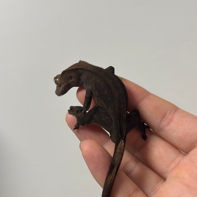 챠콜 팬텀 카푸치노 풀핀