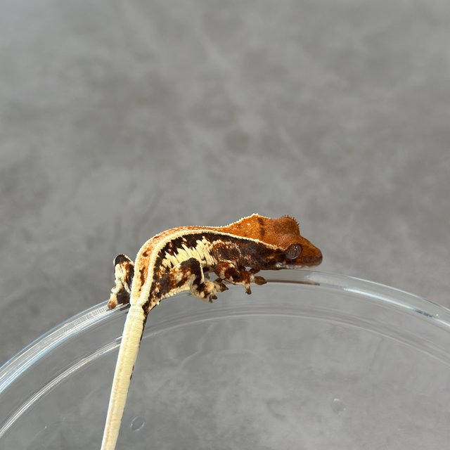 릴리100%헷아잔틱