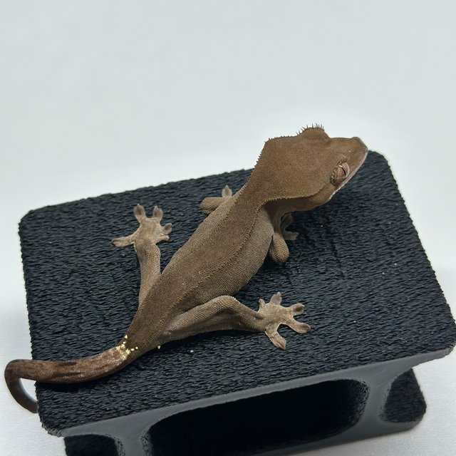 챠콜 팬텀 카푸치노