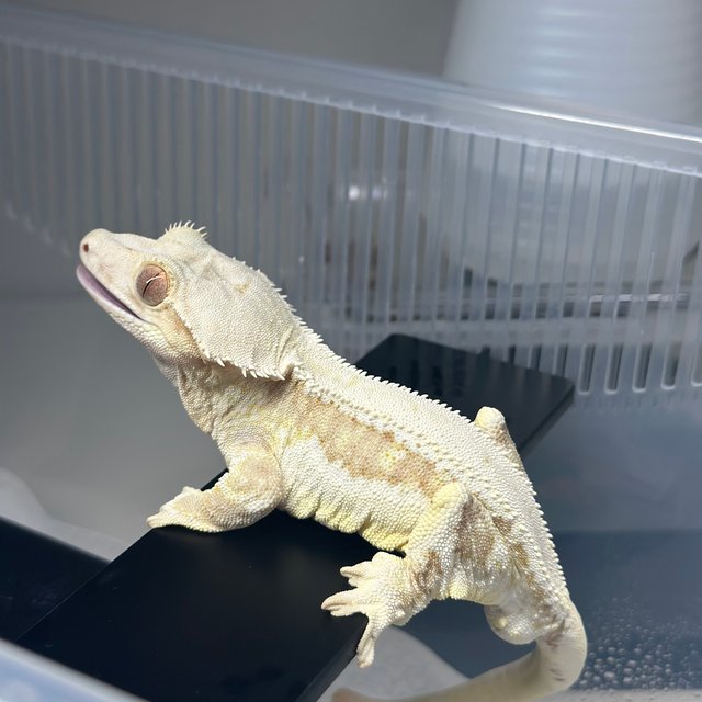 릴리100%헷아잔틱 솔리드백