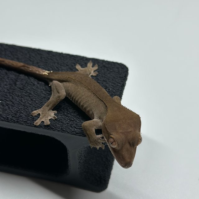 챠콜 팬텀 카푸치노