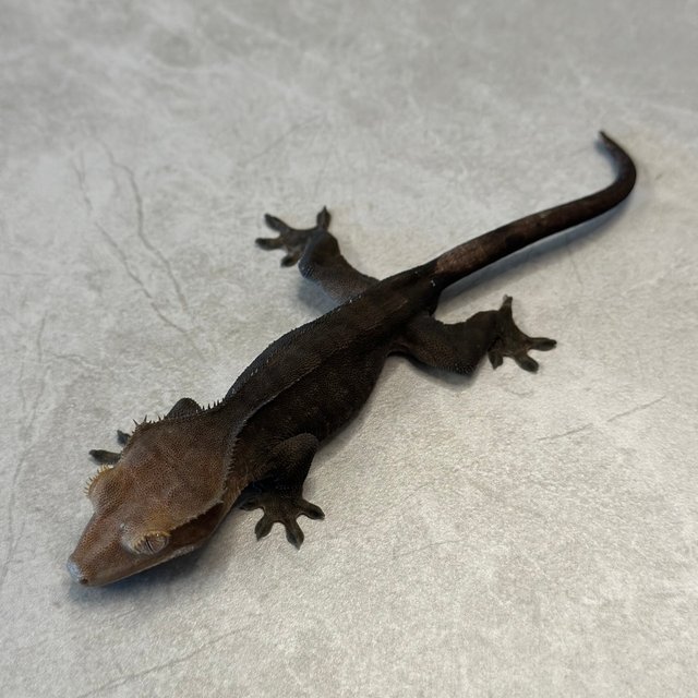 챠콜 팬텀 카푸치노