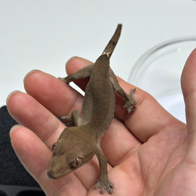 챠콜 팬텀 카푸치노