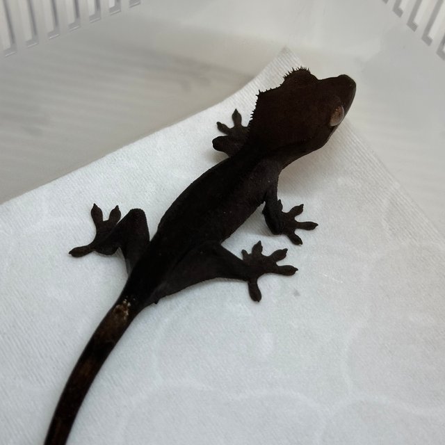 챠콜 팬텀 카푸치노