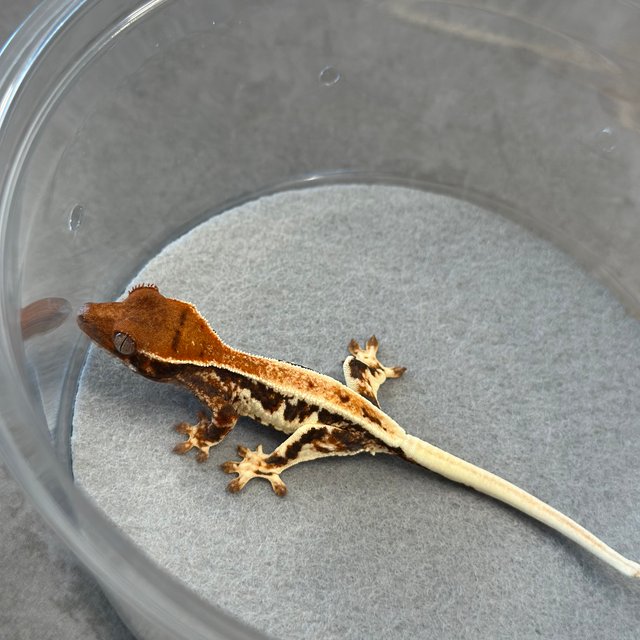 릴리100%헷아잔틱