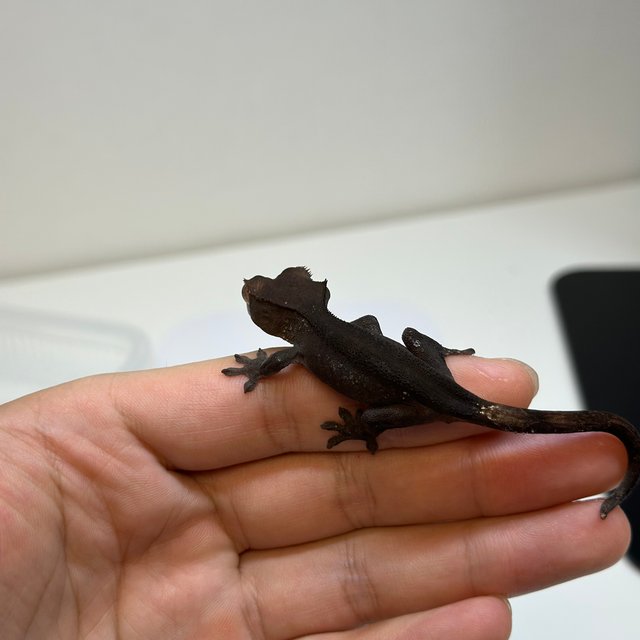 챠콜 팬텀 카푸치노