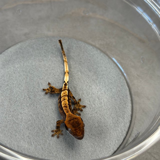 100%헷아잔틱 카푸치노