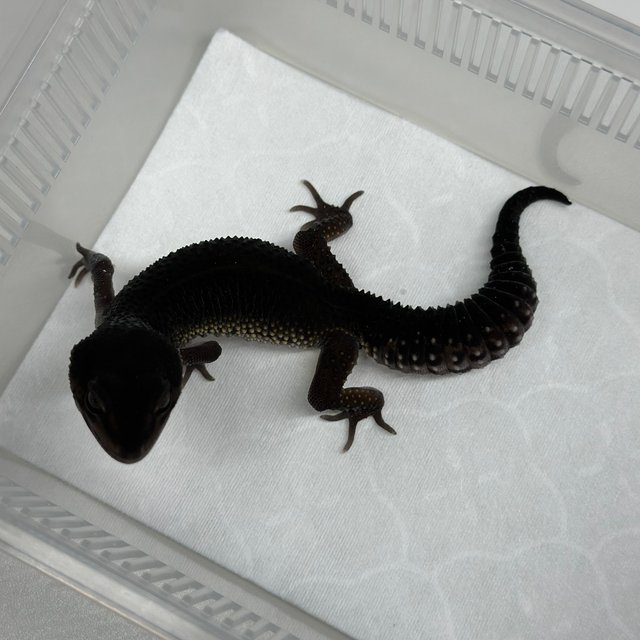 스노우 블랙나이트