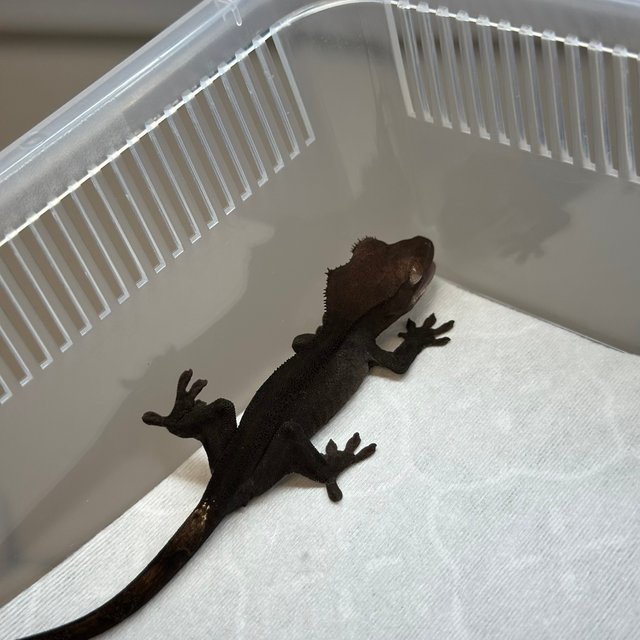 챠콜 팬텀 카푸치노