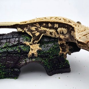 노멀 쿼드 핀스트라이프 다크