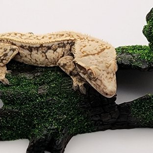 노멀 트라이 드리피 핀스트라이프 쿼드