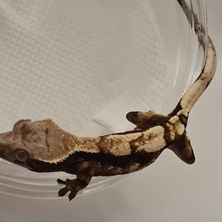 AX05