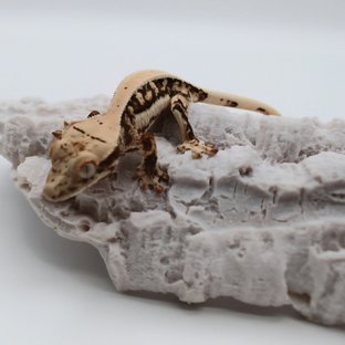 릴리화이트 솔리드백