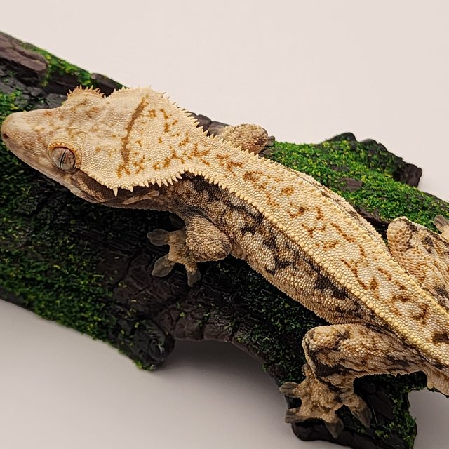 노멀 트라이 드리피 핀스트라이프 쿼드