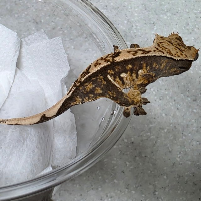 노멀 쿼드 화이트스팟 화이트크라운