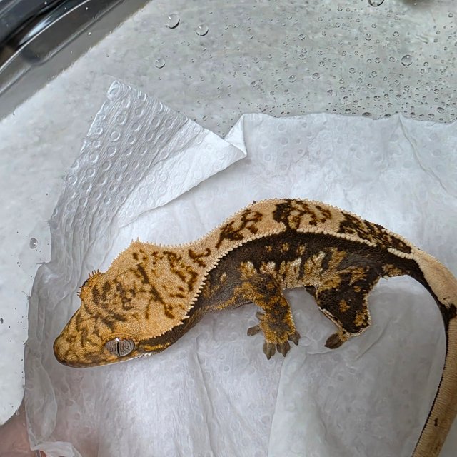 노멀 쿼드 화이트스팟 화이트크라운