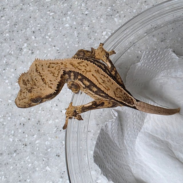 노멀 쿼드 핀스트라이프