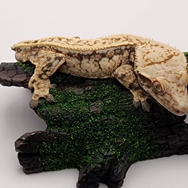 노멀 트라이 드리피 핀스트라이프 쿼드