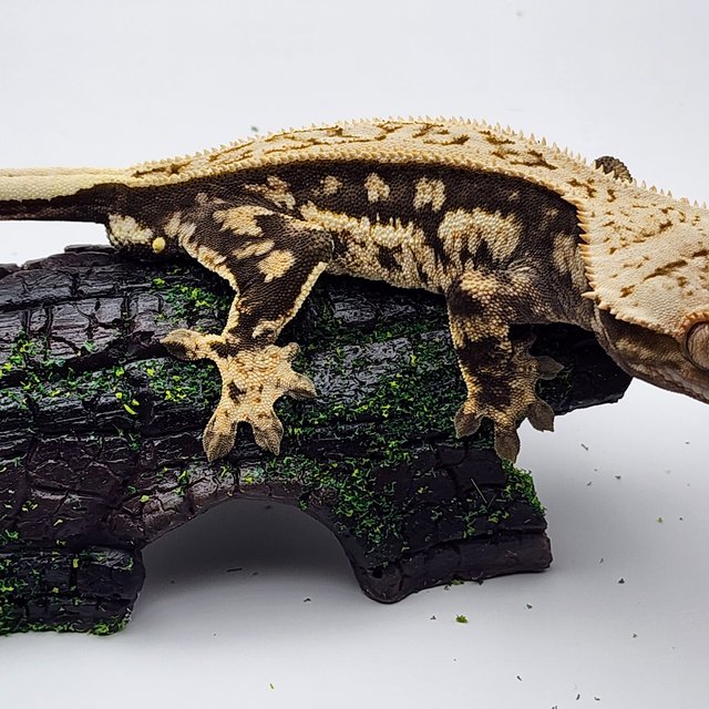 노멀 쿼드 핀스트라이프 다크