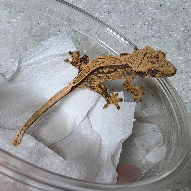 노멀 쿼드 핀스트라이프