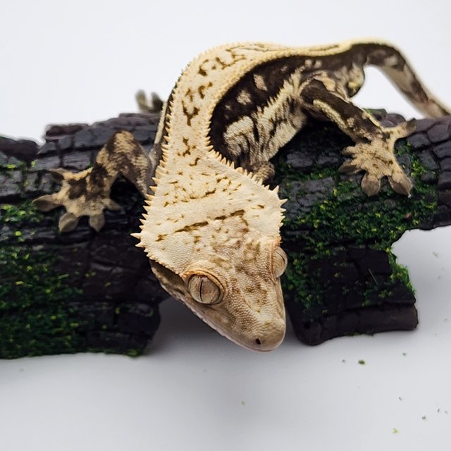 노멀 쿼드 핀스트라이프 다크