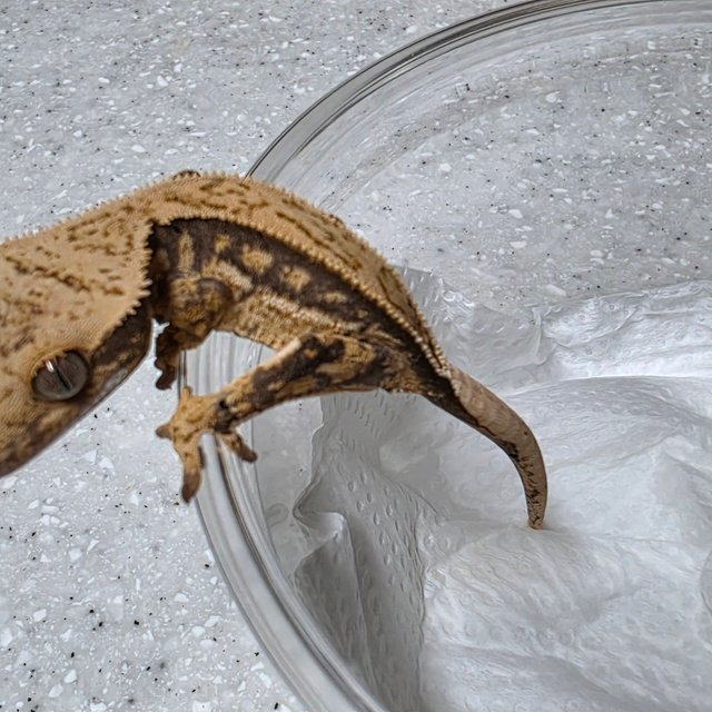 노멀 쿼드 핀스트라이프