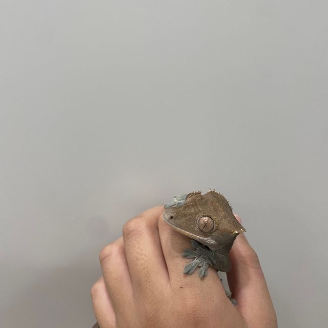 카푸치노 다크