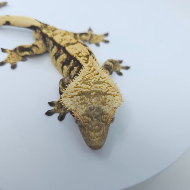 익스트림할리퀸