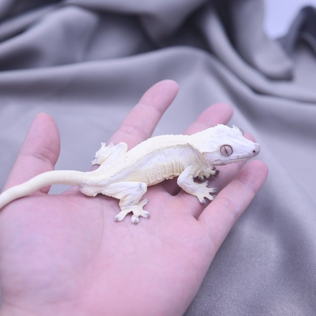 릴리화이트 세이블 릴리 세이블