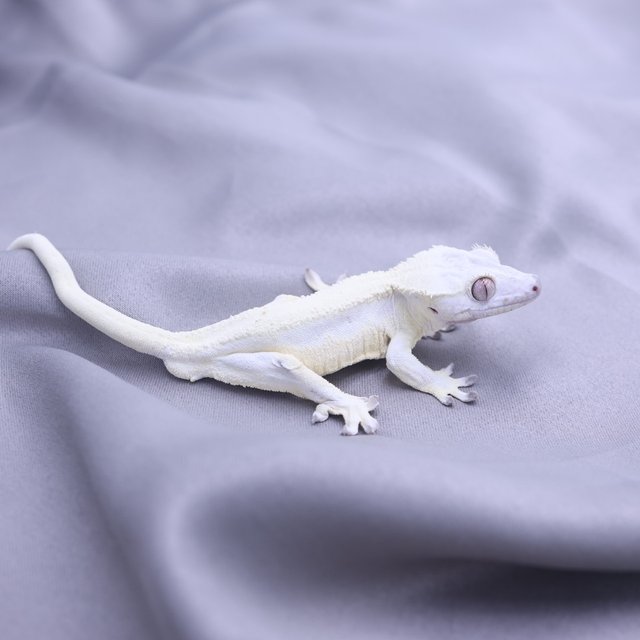 릴리화이트 세이블 릴리 세이블