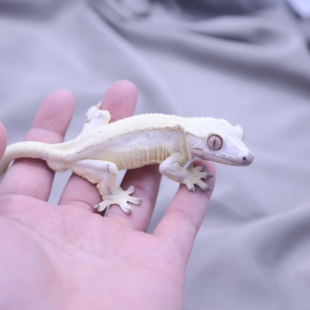 릴리화이트 세이블 릴리 세이블