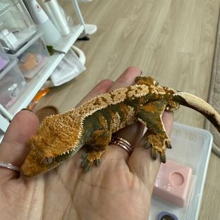 트라이
