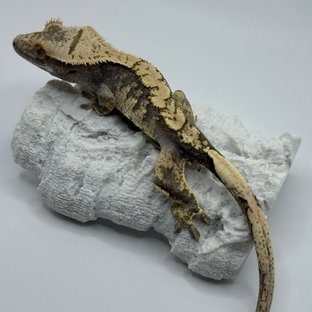 트라이 익스트림할리퀸